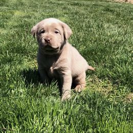 Dilute Retriever Puppies from Hickory Hills Silver Labs