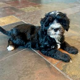 Tommy - Tri-color male Bernedoodle puppy in Royse City, Texas from Platinum Bernedoodles of Texas