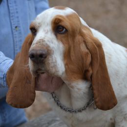 Daisy - Basset Hound
