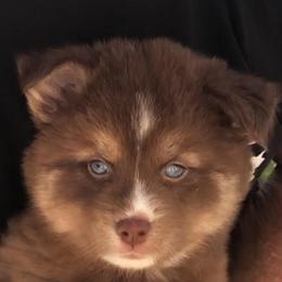 Winnie - Chocolate female Pomsky puppy in Spring Hill, Florida from PDQ Pomskies
