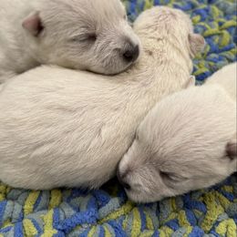 Male 3 - White male West Highland White Terrier puppy in Boaz, Alabama from Creekside Westies