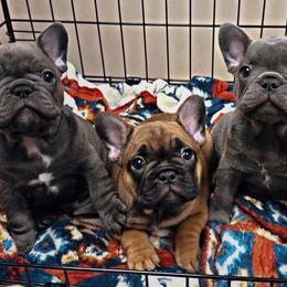 French Bulldogs from Cole's French Bulldogs
