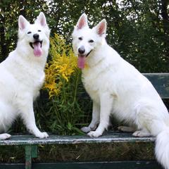 Berger Blanc Suisses from Victorious White Shepherds