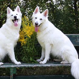 Berger Blanc Suisses from Victorious White Shepherds