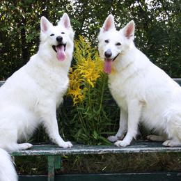 Berger Blanc Suisses from Victorious White Shepherds