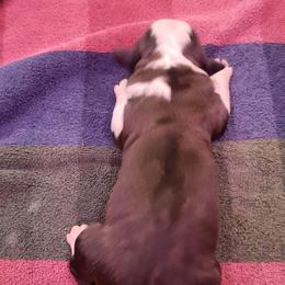 Eve - Brown and white female Saint Bernard puppy in Lowpoint, Illinois from Minnie's Majestic Saints