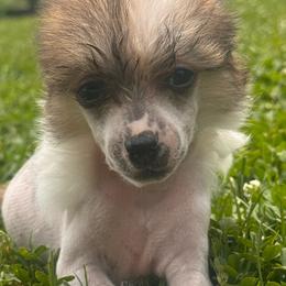 Devin - Red male Chinese Crested puppy in New Haven, West Virginia from EverCrest