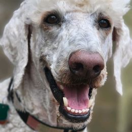 Sammie - Poodle