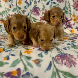 Lexie AKC - Cream female Dachshund puppy in Magnolia, Texas from J&R Macias Dachshunds