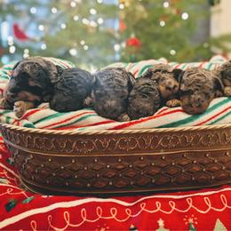 Girl 3 - Blue merle female Aussiedoodle puppy in Yacolt, Washington from Aussiedoodles by Maggie