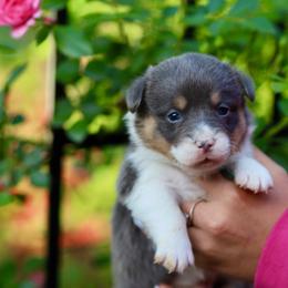 Boy 2 - Blue male Pembroke Welsh Corgi puppy in Ocala, Florida from Dolan Farms Corgis