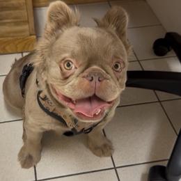 Ginger - French Bulldog