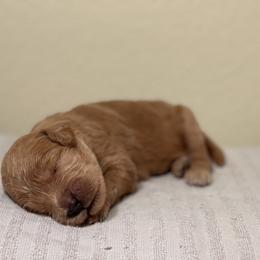 Double Doodle, Goldendoodle, Labradoodle, and Poodle Puppies from Amore Doodles & Poodles