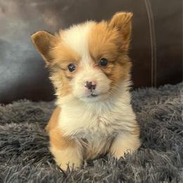 WM F5 - Red female Pembroke Welsh Corgi puppy in Stockton, Iowa from Infinity Corgis