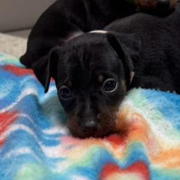 Video Bonnie - Black and rust female Miniature Pinscher puppy in Eatonton, Georgia from TNT Puppies