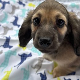 Duke - Cream male Dachshund puppy in Hanford, California from Cooper Gals Doxies