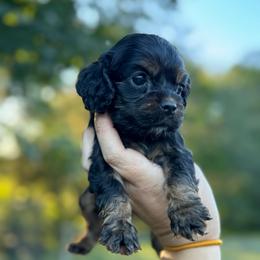Boy 3 - Yellow - Black white and tan male Cocker Spaniel puppy in Ellenboro, North Carolina from Chantels Spaniels