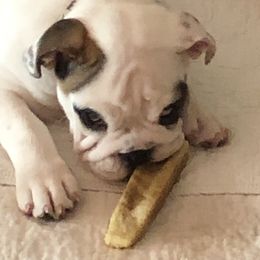 Kodiak - White male Bulldog puppy in Leland, North Carolina from JR’s Pugs