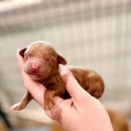 Finn - Red male Cockapoo puppy in Denver, Pennsylvania from Greenview Puppies