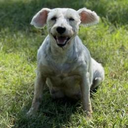 Yorkshire Terriers from Kimberly's Schnauzers