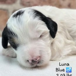 Blue - Black and white male Bernedoodle puppy in Rockledge, Florida from Stormie's Doodles