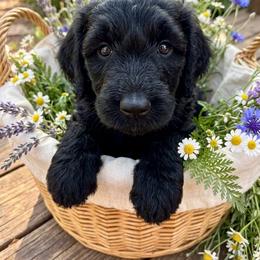 Buddy - Black male Poodle puppy in Sierra Vista, Arizona from KnightWatch K-9