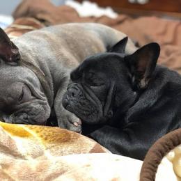 French Bulldogs from Golden Star Frenchies