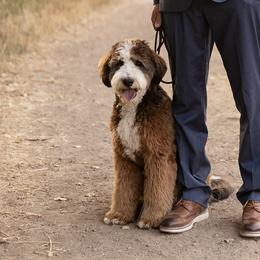 Pancho - Bernedoodle