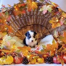 American Corgi and Pembroke Welsh Corgi Puppies from Whimsical Treasure Corgis