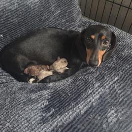 Sassy - Dachshund