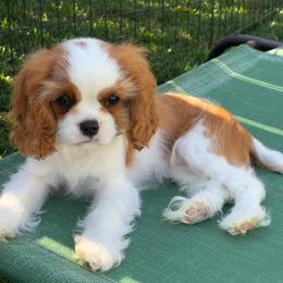 Dot - Blenheim female Cavalier King Charles Spaniel puppy in Tooele, Utah from Ikkes Cavaliers MRI cavaliers in Utah
