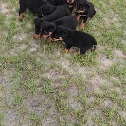 Border Collie and Rottweiler Puppies from K&R RANCH KENNELS