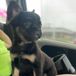 Chalino - Black and tan male French Bulldog puppy in Des Moines, Iowa from Frenchie Dreams Come True