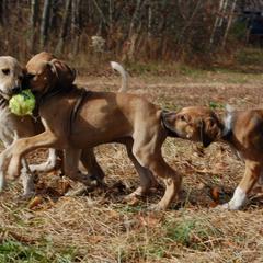 Saluki Puppies from Obi-Wan Salukis