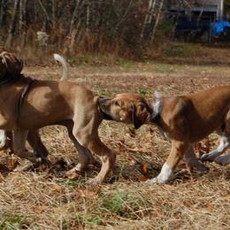 Saluki Puppies from Obi-Wan Salukis