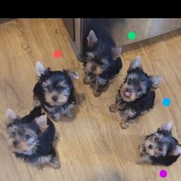 Yorkshire Terrier Puppies from Cantlon Yorkshire Terriers