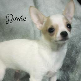 Bowie - Fawn and white male Chihuahua puppy in Henderson, Kentucky from Western Kentucky Chihuahua’s and Chinese Crested’s
