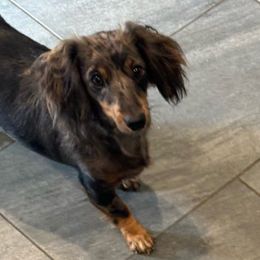 Delilah - Dachshund