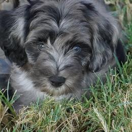 Yankee BMM darkest - Blue merle male Aussiedoodle puppy in Lawton, Oklahoma from Lindsey’s Aussies