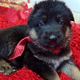 CROWNED - Black and red male German Shepherd puppy in Yorkville, Illinois from Vom Archbold Haus World Class German Shepherds