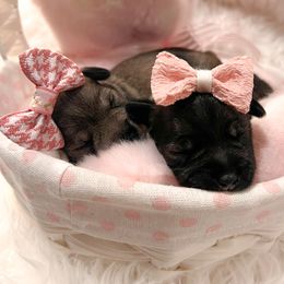 Miniature Schnauzer Puppies from Mt. View's Pretty Little Schnauzers