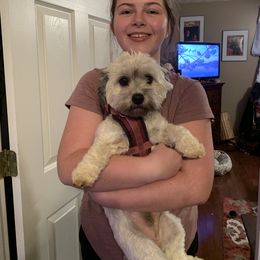 Havanese Puppies from Homefull of Havanese