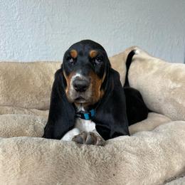 Eeyore - Black brown and white male Basset Hound puppy in Logan, Utah from Cache Valley Bassets