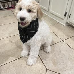 Goldendoodle Puppies from Happy_Tails_by_TJ