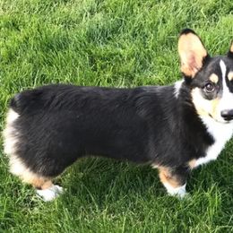 Cardigan Welsh Corgi and Pembroke Welsh Corgi All Grown Up from Dream Giver Corgis
