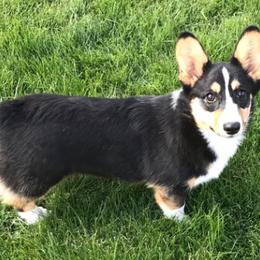Cardigan Welsh Corgi and Pembroke Welsh Corgi All Grown Up from Dream Giver Corgis