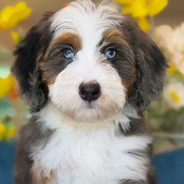 Palmer - Tri-color female Bernedoodle puppy in Yuciapa, California from AlltheDoodlez_