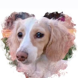 Xena - Dachshund