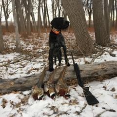 German Wirehaired Pointer All Grown Up from WyoWires German Wirehaired Pointers