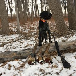 German Wirehaired Pointer All Grown Up from WyoWires German Wirehaired Pointers